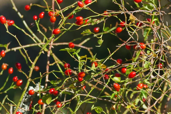 Knospen Der Hundsrose Herbst Erntereif — Stockfoto