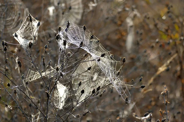 Hermosa Tela Araña Fotografiada Primera Hora Mañana Las Montañas Bulgaria — Foto de Stock