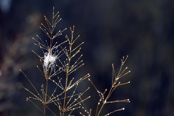 Schönes Spinnennetz Fotografiert Bei Erstem Licht Morgen Den Bergen Bulgariens — Stockfoto