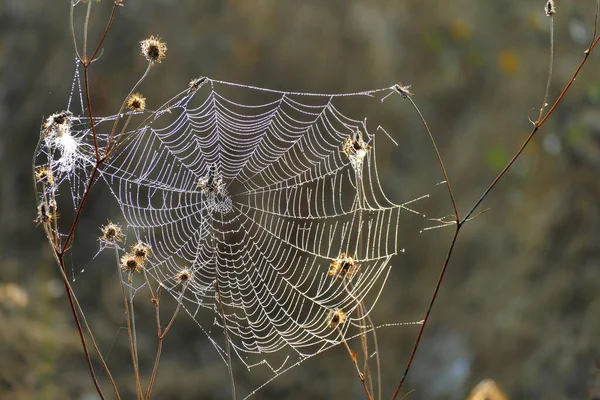 Schönes Spinnennetz Fotografiert Bei Erstem Licht Morgen Den Bergen Bulgariens — Stockfoto