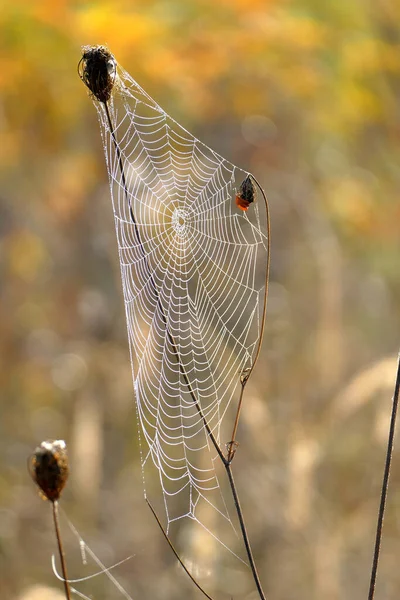 Belle Toile Araignée Photographiée Première Vue Matin Dans Les Montagnes — Photo