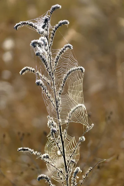 Hermosa Tela Araña Fotografiada Primera Hora Mañana Las Montañas Bulgaria — Foto de Stock