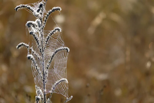 Schönes Spinnennetz Fotografiert Bei Erstem Licht Morgen Den Bergen Bulgariens — Stockfoto