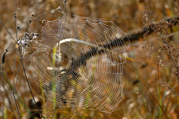 Hermosa Tela Araña Fotografiada Primera Hora Mañana Las Montañas Bulgaria —  Fotos de Stock