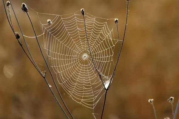 Belle Toile Araignée Photographiée Première Vue Matin Dans Les Montagnes — Photo