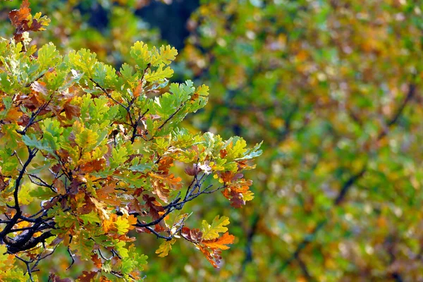 Oak branches in the mountains of central Bulgaria in autumn — Stock Image Oak Branches Mountains Central Bulgaria Autumn Stock Image