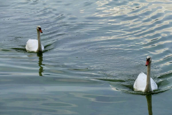 Hermosos Cisnes Blancos Lago Ioannina Epiro Grecia — Foto de Stock
