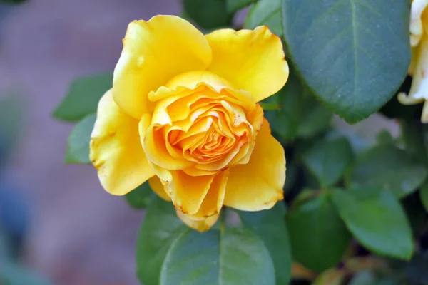 Hermoso Primer Plano Una Rosa Amarilla Otoño — Foto de Stock