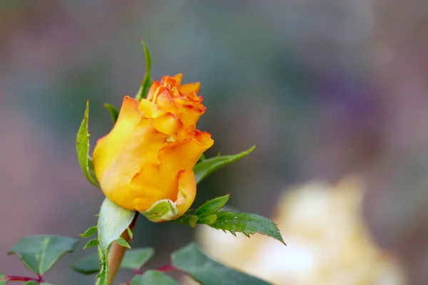 Όμορφο Κοντινό Πλάνο Του Ένα Κίτρινο Τριαντάφυλλο Φθινόπωρο — Φωτογραφία Αρχείου