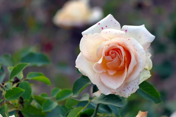 Hermoso Primer Plano Una Rosa Rosa Otoño — Foto de Stock