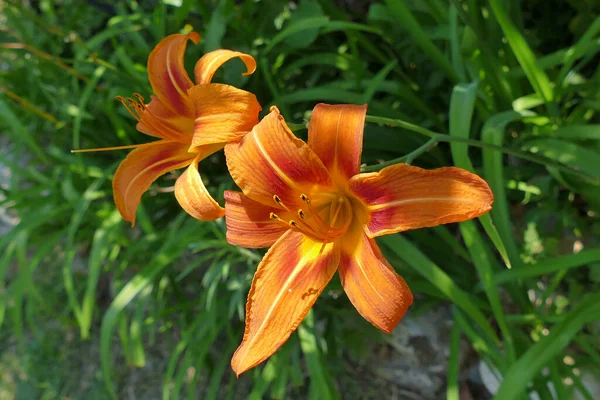 John Lily Also Called Red Lily Although Its Color Orange — стоковое фото