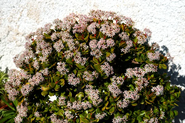 Jadegras Auch Elefantenohren Genannt Und Crassula Narrenblüte Mit Ihren Kleinen — Stockfoto