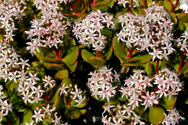 Jade grass called also Elephant ears and Crassula in fool bloom with its little white flowers in winter