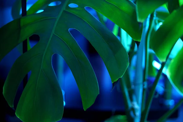 Красива Зелена Декоративна Рослина Інтер Єрі Крупним Планом Стокове Зображення