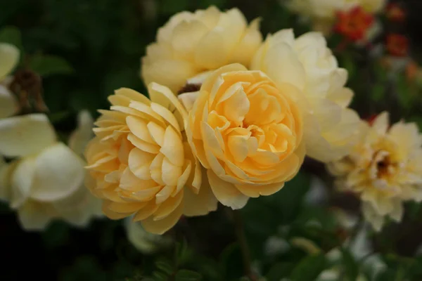 Hermosas Rosas Amarillas Jardín Público Cerca — Foto de Stock