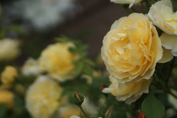 Όμορφα Κίτρινα Τριαντάφυλλα Ένα Δημόσιο Κήπο Κοντινό Πλάνο — Φωτογραφία Αρχείου