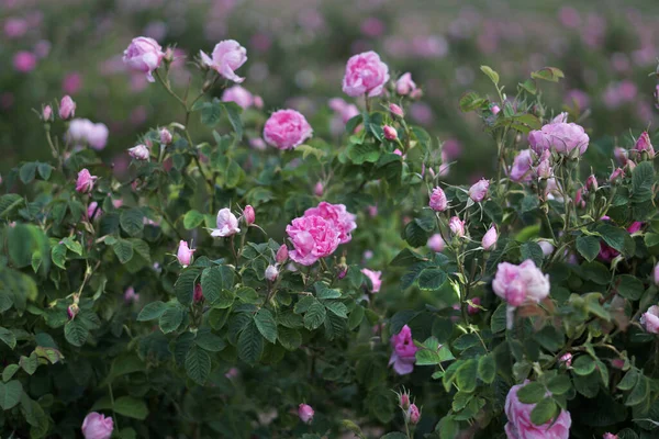 Beautiful Bulgarian Damask Roses in the Valley of Roses in Bulgaria,detail