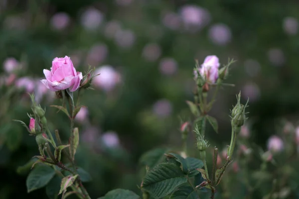 Beautiful Bulgarian Damask Roses in the Valley of Roses in Bulgaria,detail