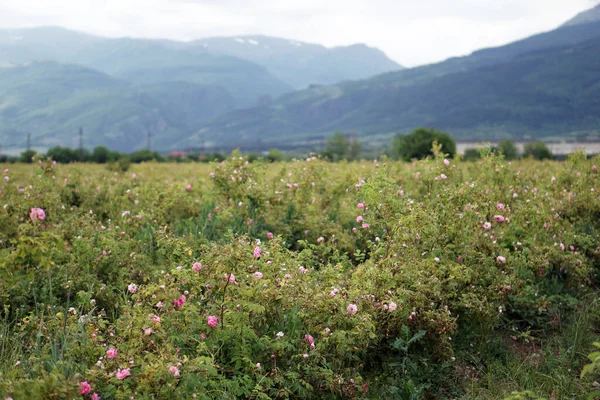Beautiful field Bulgarian Damask Roses in the Valley of Roses in Bulgaria