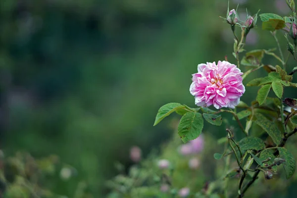 Hermosas Rosas Búlgaras Daños Valle Roses Bulgaria Detalle — Foto de Stock