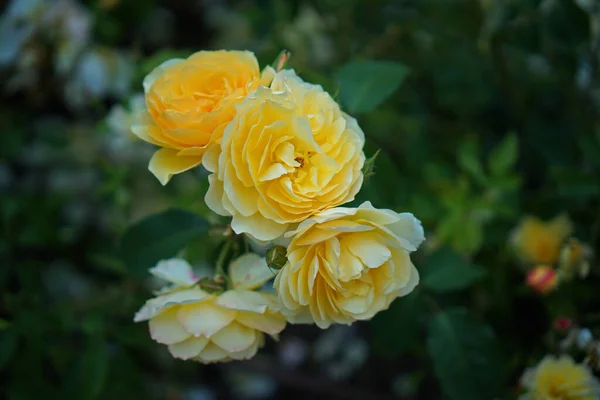 Hermosas Rosas Amarillas Jardín Público Cerca — Foto de Stock