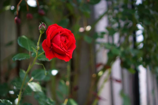 Όμορφο Κόκκινο Τριαντάφυλλο Ένα Δημόσιο Κήπο Κοντινό Πλάνο — Φωτογραφία Αρχείου