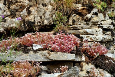 Yunanistan 'daki Vikos-Aoos parkındaki Beloi Bakış Alanı' nda bitki ve çiçekler