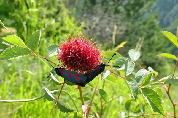 Beaux Papillons Avec Des Ailes Pleines Points Rouges Dans Parc — Photo