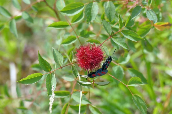 Schöne Schmetterlinge Mit Flügeln Voller Roter Punkte Vikos Aoos Nationalpark — Stockfoto