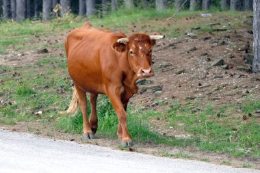 Yunanistan 'ın kuzeybatısındaki Vradeto yakınlarındaki dağda serbestçe dolaşan inek