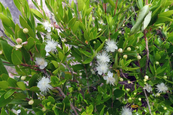 Bush Fleurs Typique Maquis Méditerranéen Grèce — Photo