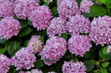 Yunanistan 'da Sarthi bahçesindeki güzel çiçek açan ortanca çalısı