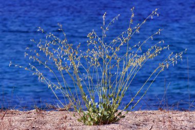 Yunanistan 'ın Toroni kentindeki Tristinika plajında arka planda mavi deniz bulunan Akdeniz bitkisi