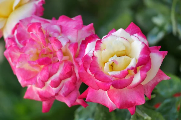 Superbe Rose Gialle Rosse Piena Fioritura Dettaglio — Foto Stock