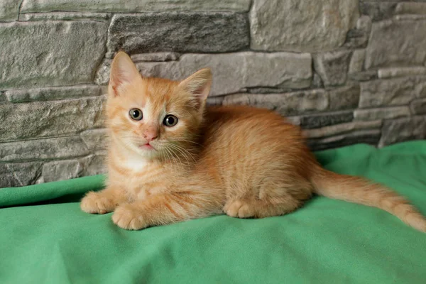 Bela Gatinho Mês Idade Olha Com Interesse Para Câmera — Fotografia de Stock