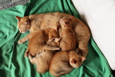 Anne kedi, dört yavrusuyla kanepede uyur..