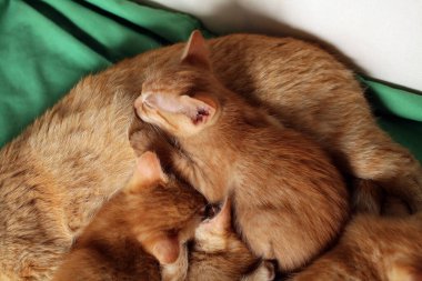 Anne kedi yavrularıyla kanepede uyur..