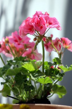 Bulanık arkaplanda sardunyalar açıyor, kapat