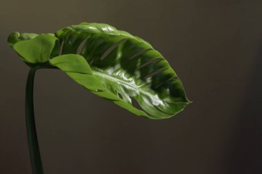 İç kısımdaki yeşil süs bitkisinin güzel yaprağı.