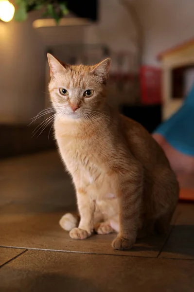 Uma Mãe Gato Marrom Varanda Frente — Fotografia de Stock