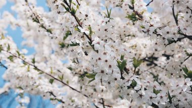 cherryblossom ve doğa