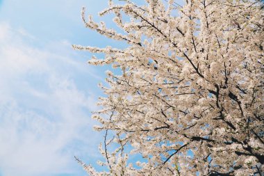 Cherryblossom ve gökyüzü