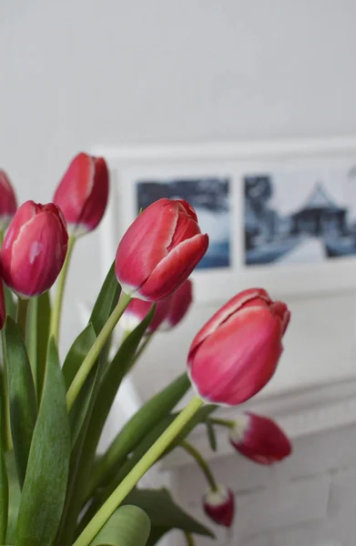 Strauß Roter Tulpen Auf Weißem Hintergrund — Stockfoto