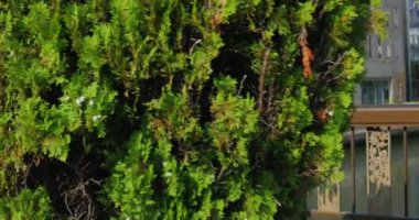 Younf iş adamı güvenle şehirde yürüyüş