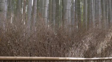 Japon kadın yürüyüş bambu ormanı 