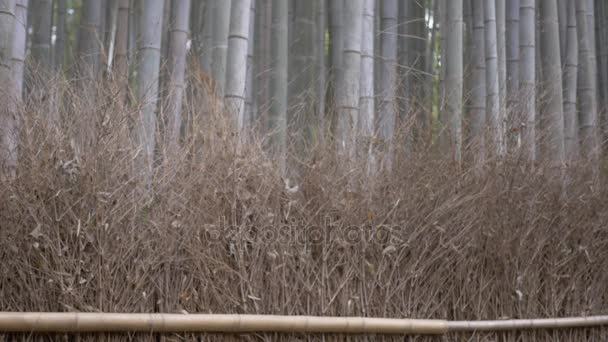 Mulher Bonito Kimono Andando Kyoto Floresta Bambu — Vídeo de Stock