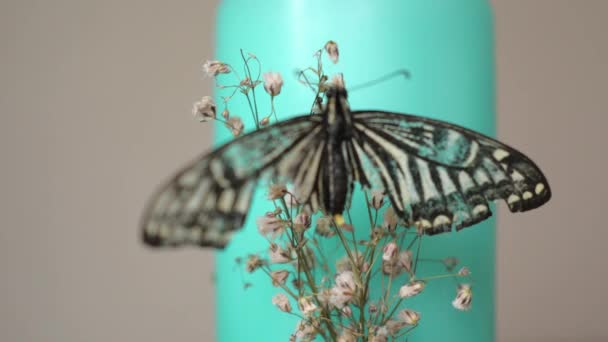 Concéntrate Una Mariposa Extendiendo Sus Alas Sobre Una Mariposa Verde — Vídeo de stock