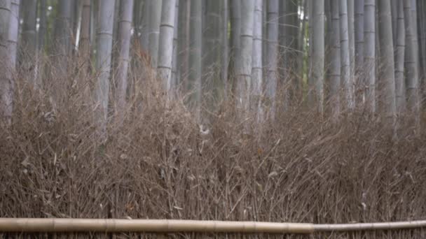Cudowny Japoński Kobieta Idąc Przez Bambusowy Gaj — Wideo stockowe