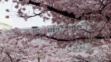 Osaka ağaçlarda Sakura görünümünü