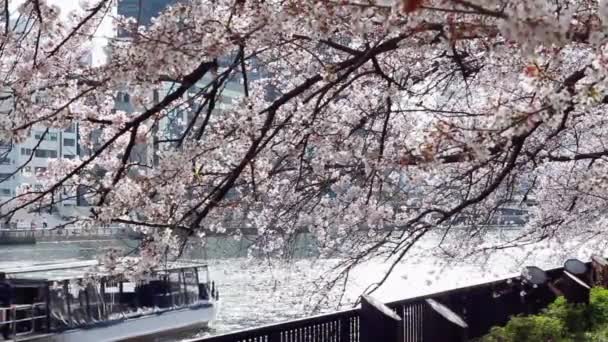 Βάρκα Πηγαίνει Από Προηγούμενους Όμορφο Δέντρο Sakura — Αρχείο Βίντεο